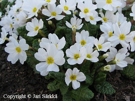 Primula Pruhoniciana-Ryhm 'Schneekissen'